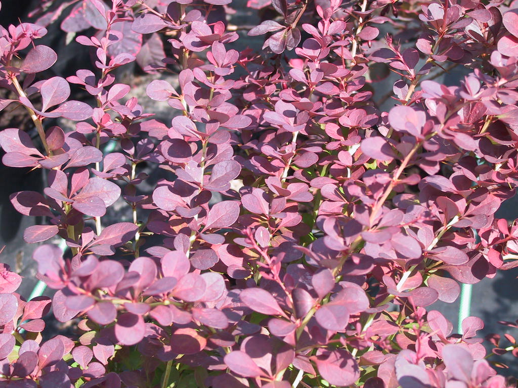Berberis thunbergii Atropurpurea nah.jpg